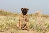 BULLMASTIFF 187